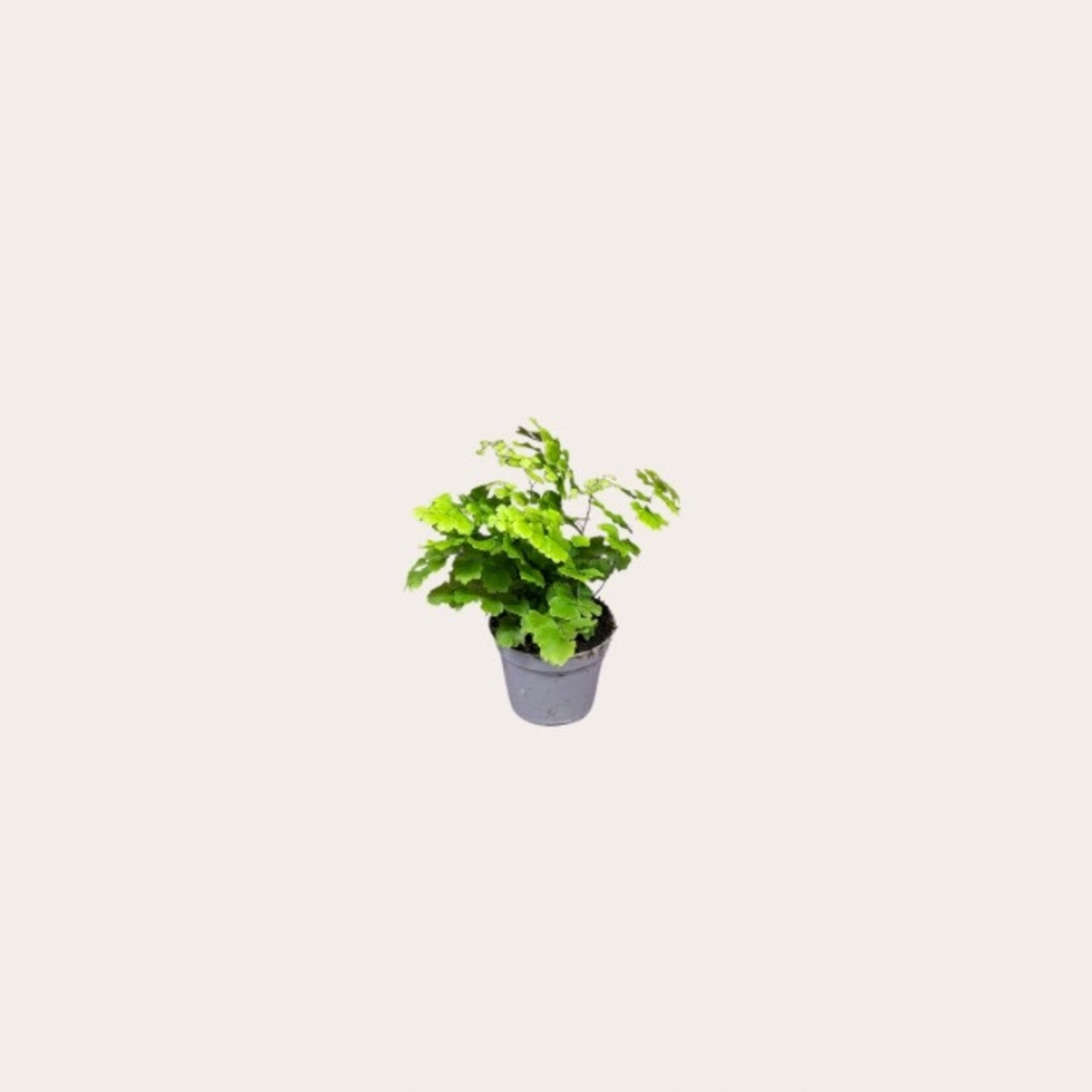 Adiantum - Raddi mini