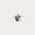 Peperomia - Prostrata - mini