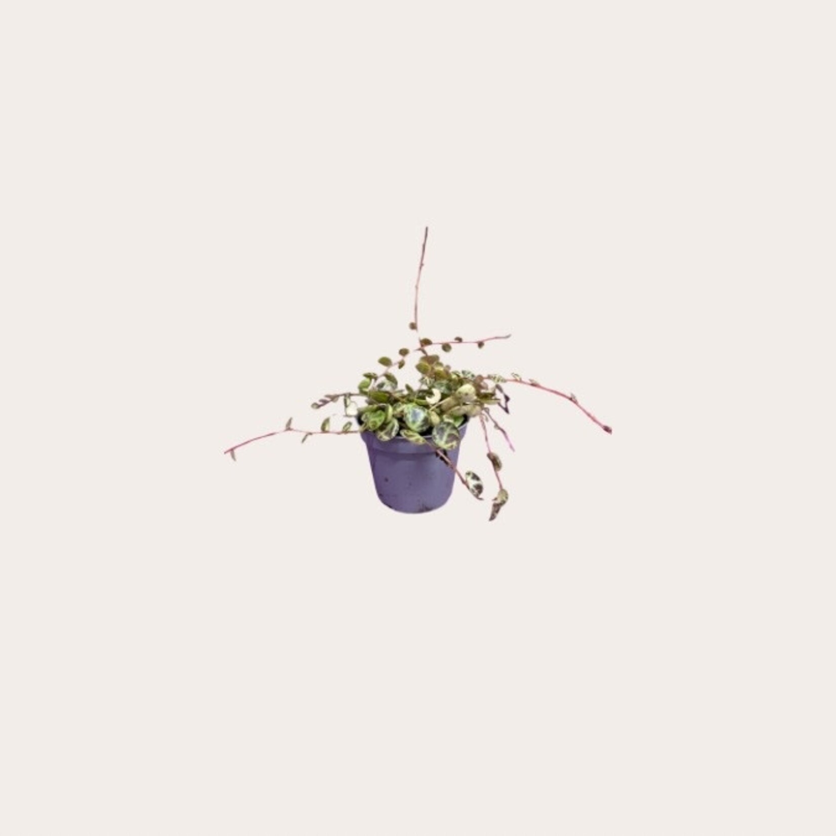 Peperomia - Prostrata - mini