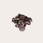 Begonia - Purple blush