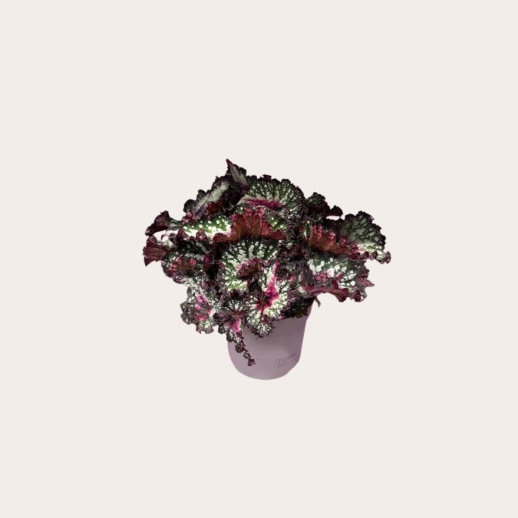 Begonia - Purple blush