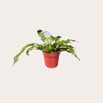 Microsorum - Krokodillenvaren