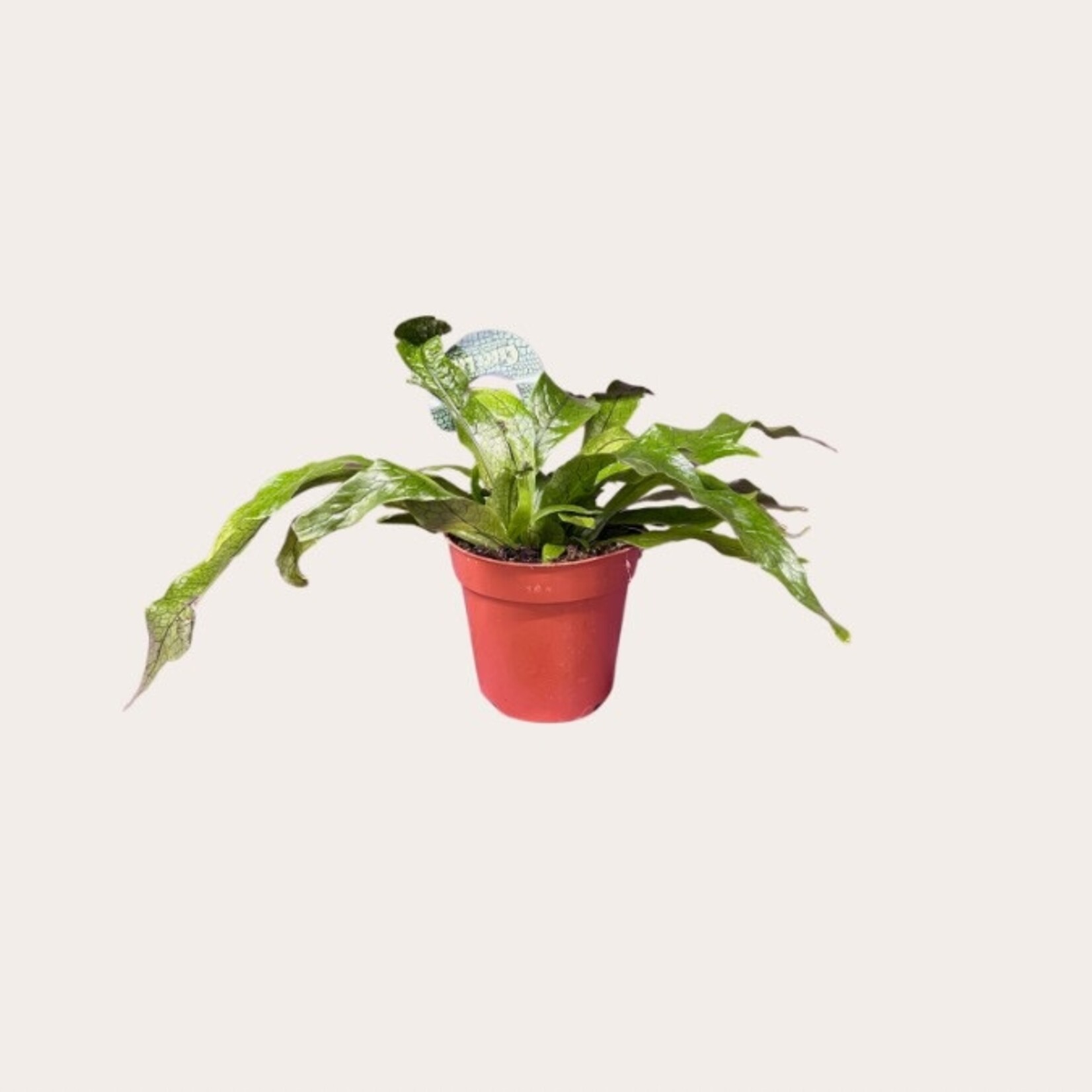 Microsorum - Krokodillenvaren