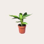 Musa - Tropicana