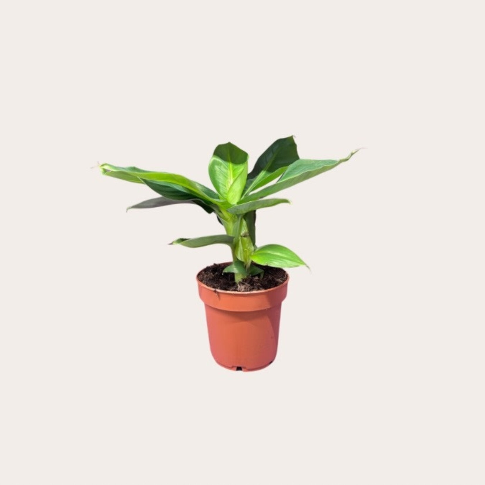 Musa - Tropicana