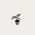 Calathea - Mieli - mini