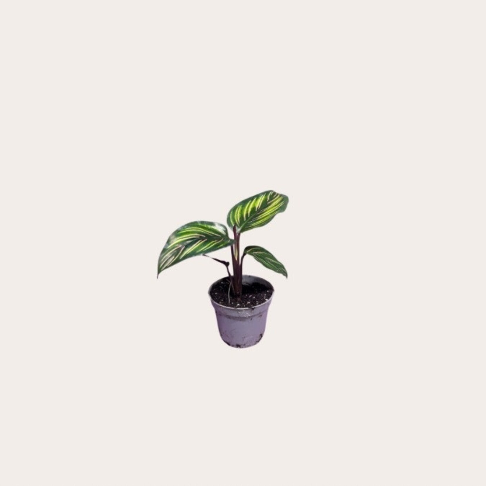 Calathea - Mieli - mini