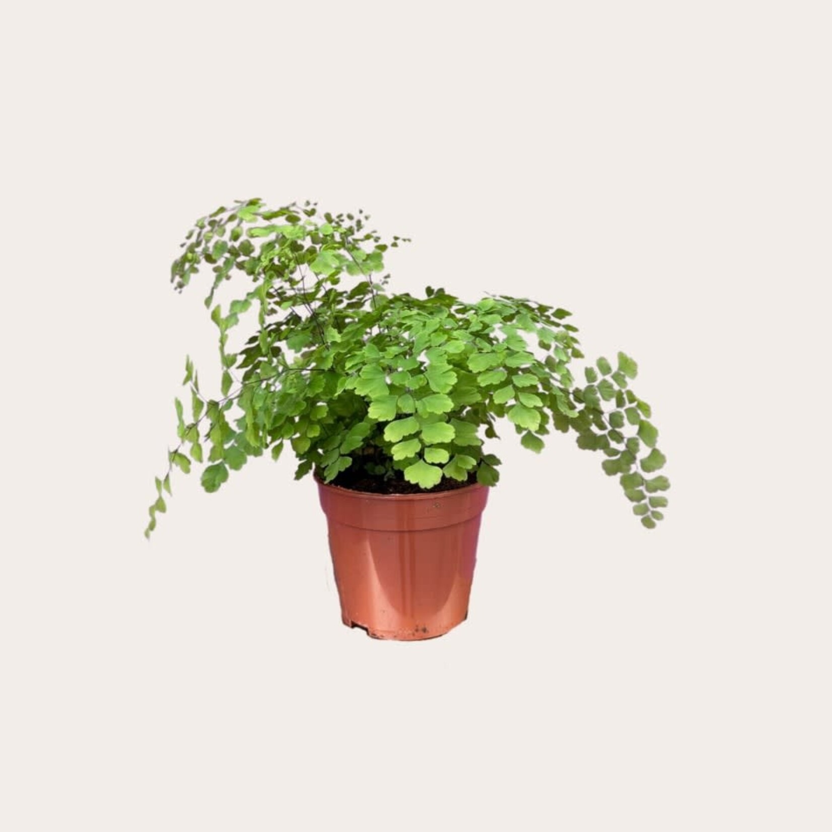 Adiantum - Fragrans S