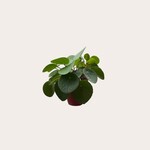 Pilea - Peperomioides