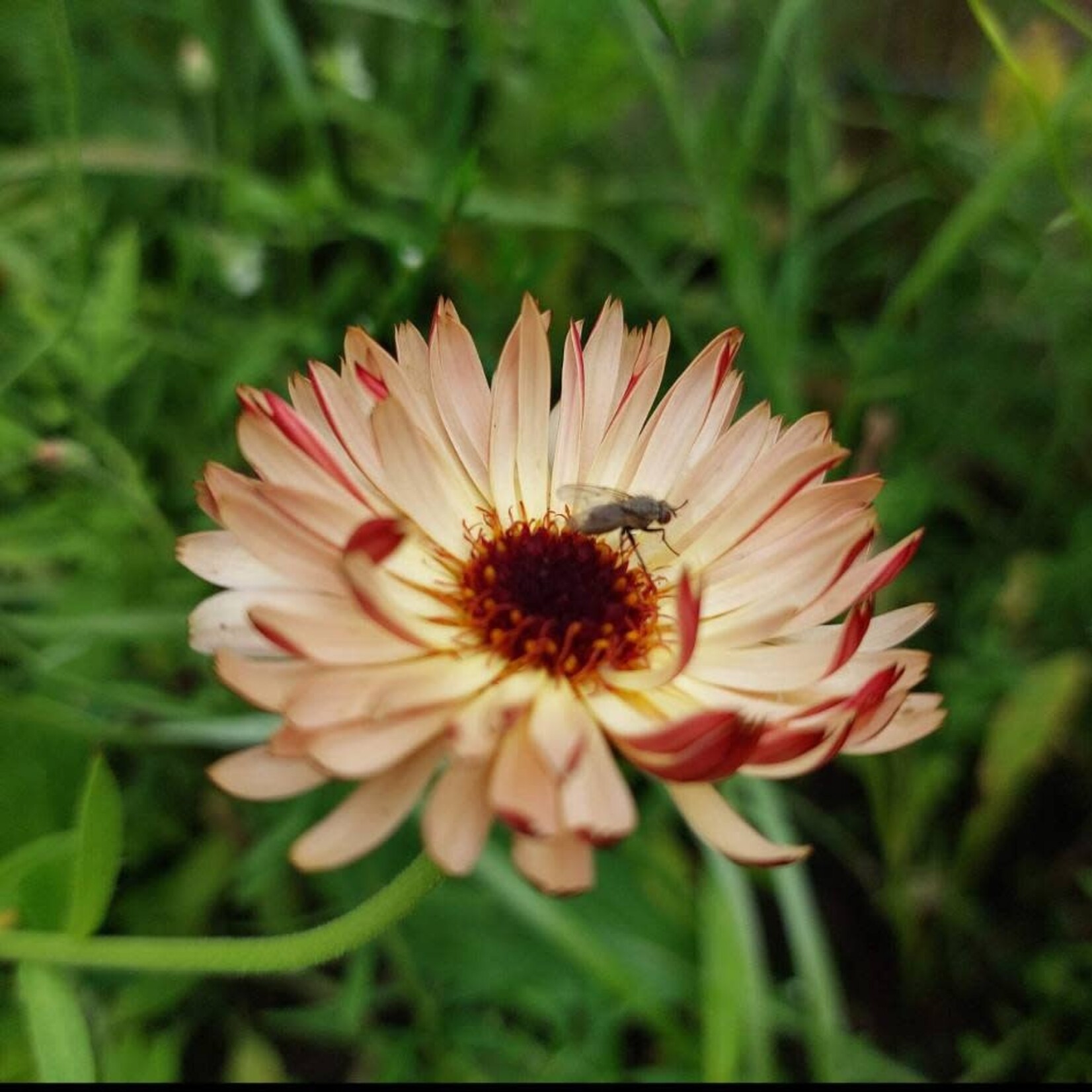 Zaden - Goudsbloem