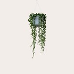 Senecio - Rowleyanus - L