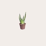 Aloë - Vera mini