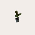 Calathea - Makoyana - mini