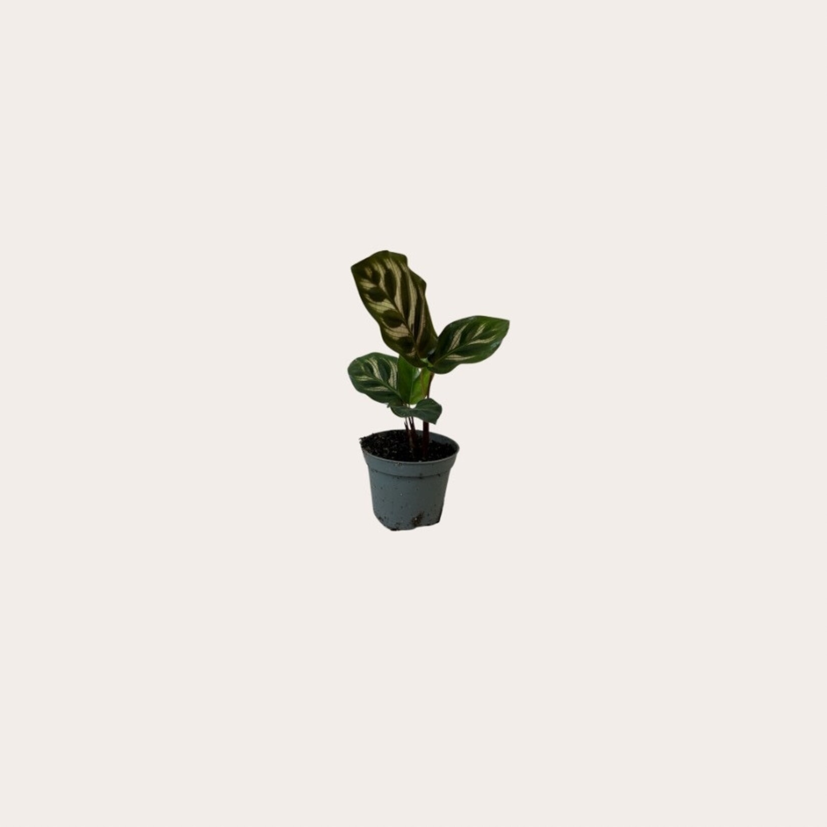 Calathea - Makoyana - mini