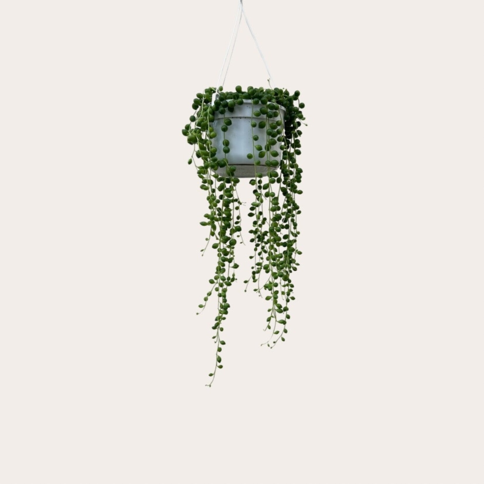 Senecio - Rowleyanus - L