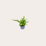 Nephrolepis - Duffii - mini