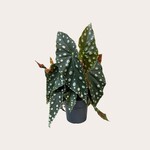 Begonia - Maculata - M