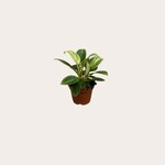 Philodendron - White Veins - mini