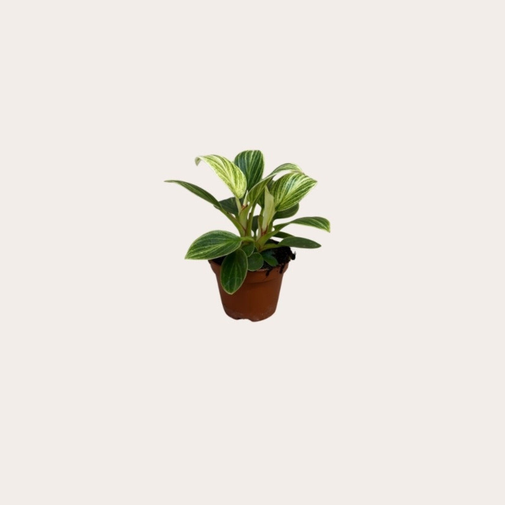 Philodendron - White Veins - mini