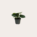 Scindapsus Pictus - mini