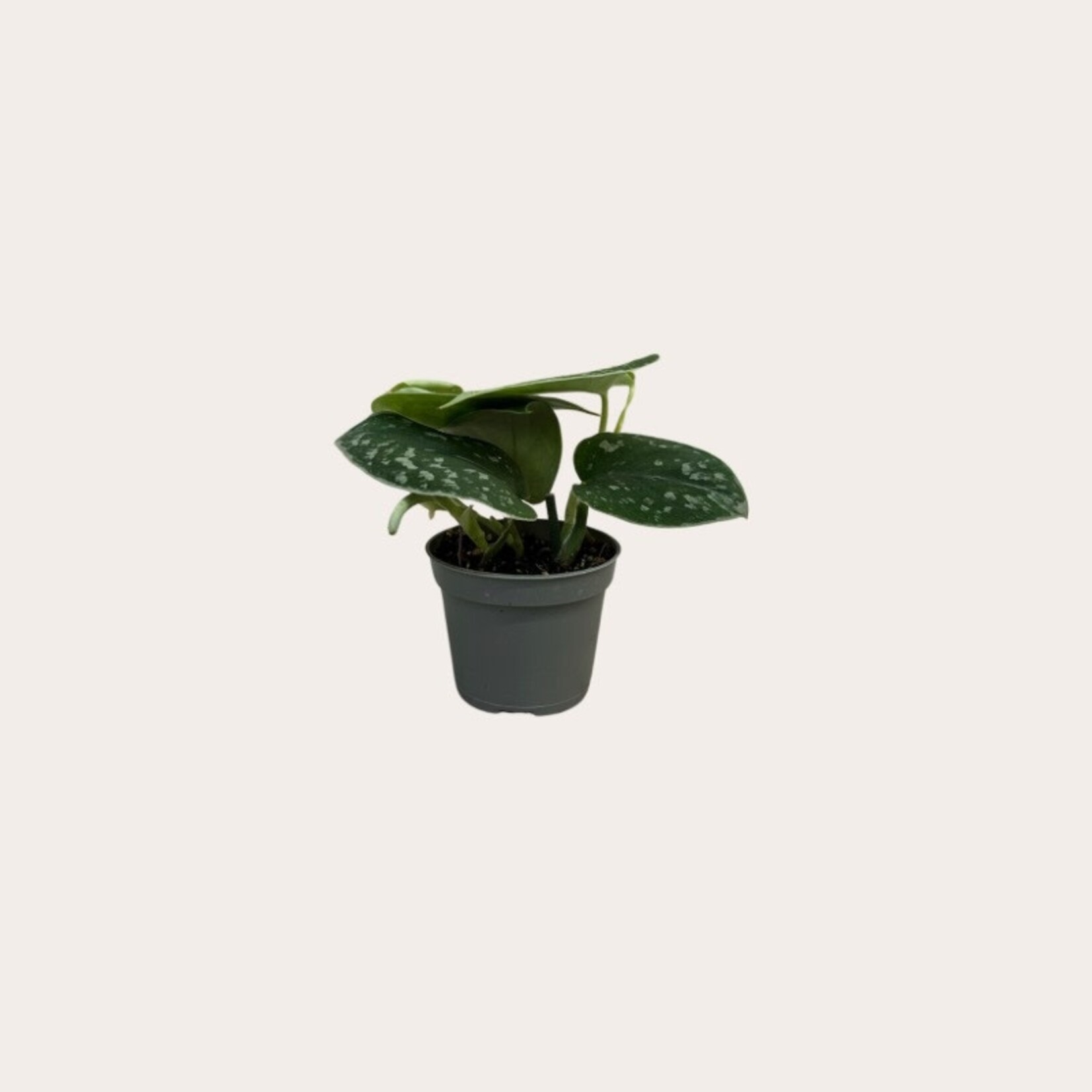 Scindapsus Pictus - mini