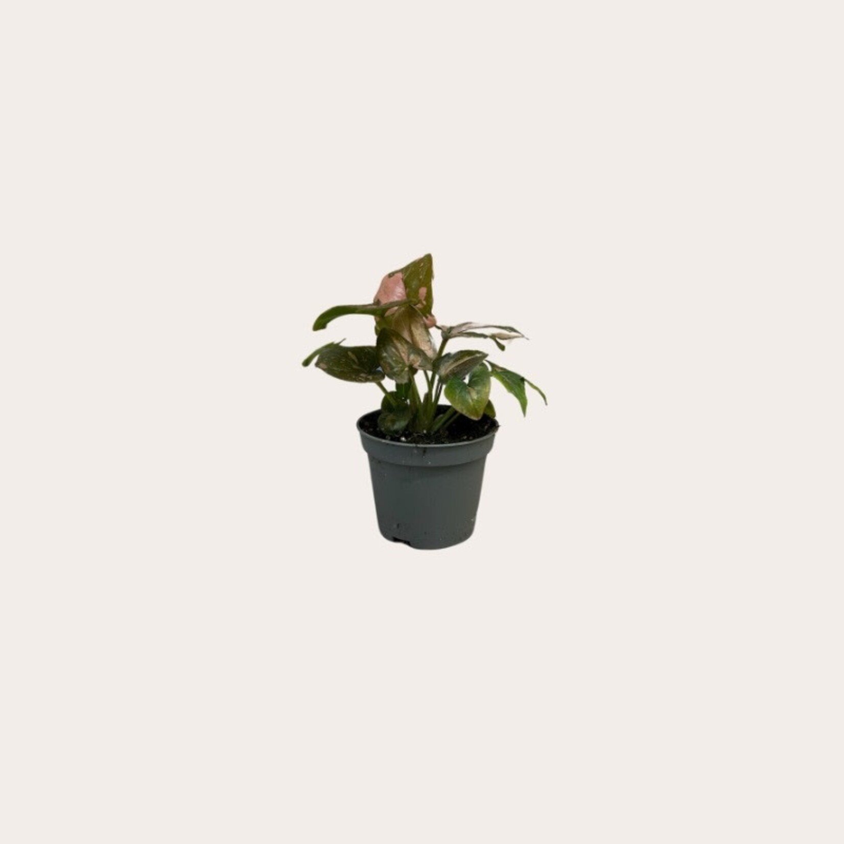 Syngonium - Pink Splash - mini