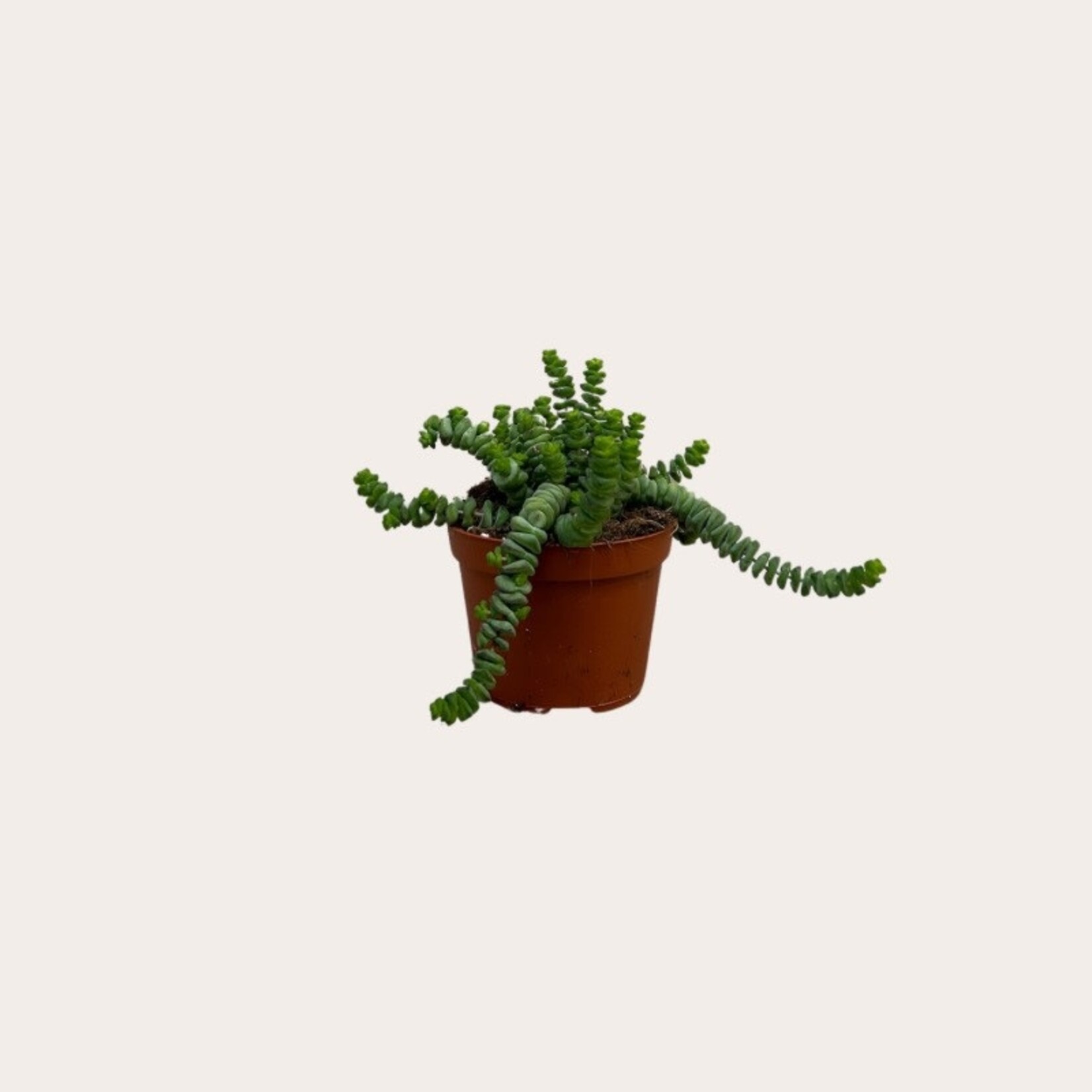 Crassula - Hottentot - M