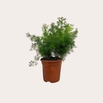 Asparagus - Umbellatus