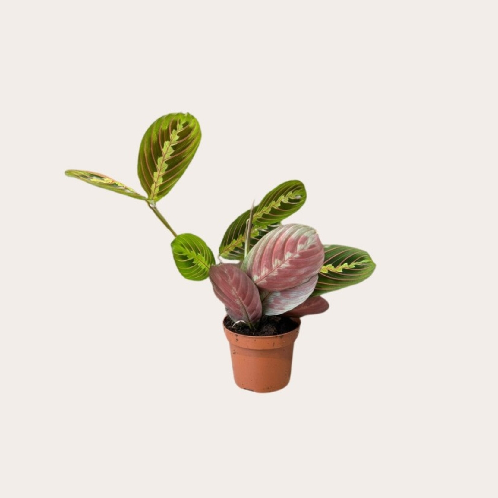 Maranta - Leuconeura (Fascinator)