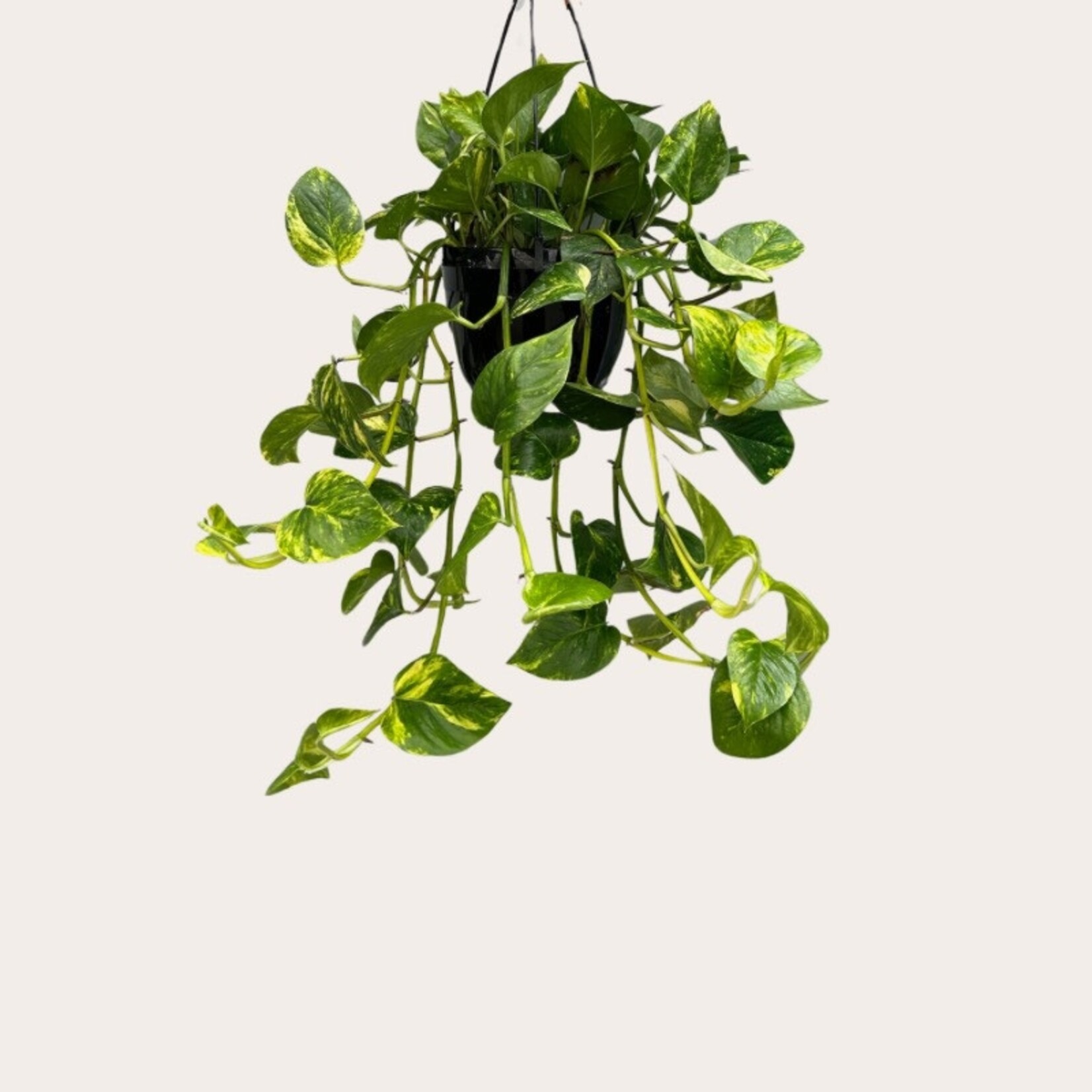 Epipremnum - Aureum - L