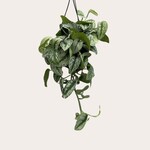 Scindapsus - Pictus (silver ann)