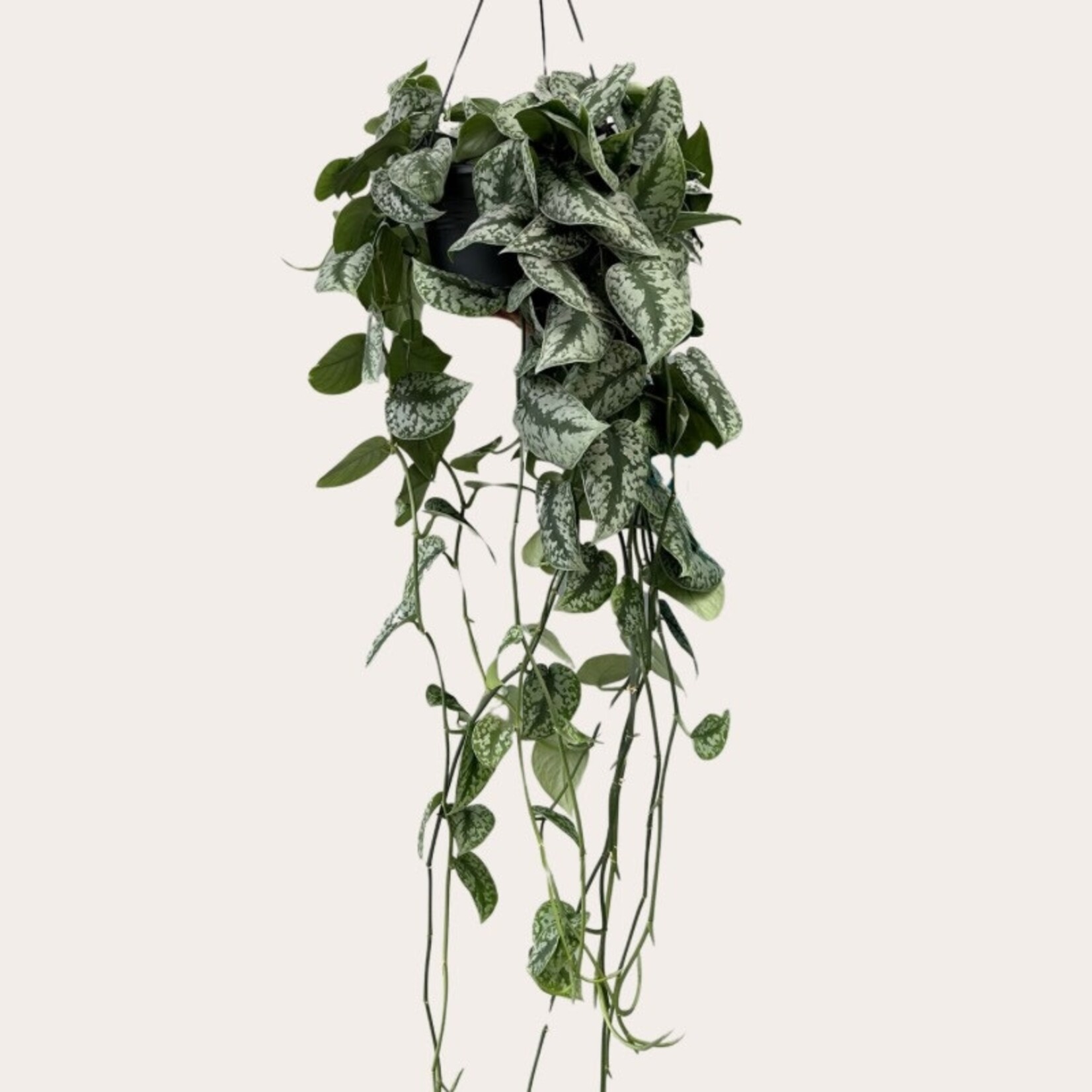 Scindapsus - Pictus (Treble) - XL