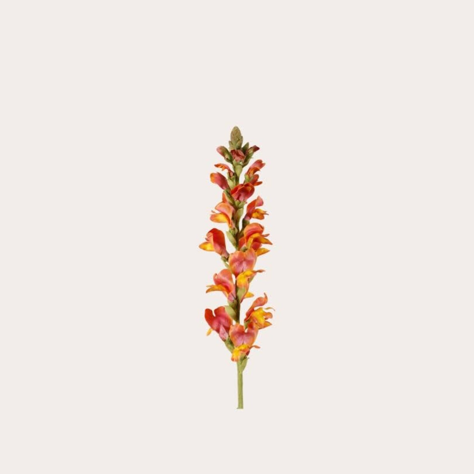 Zijden bloem - Leeuwenbek Single koraal