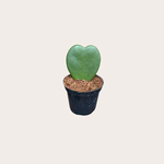 Hoya Kerrii enkel - mini