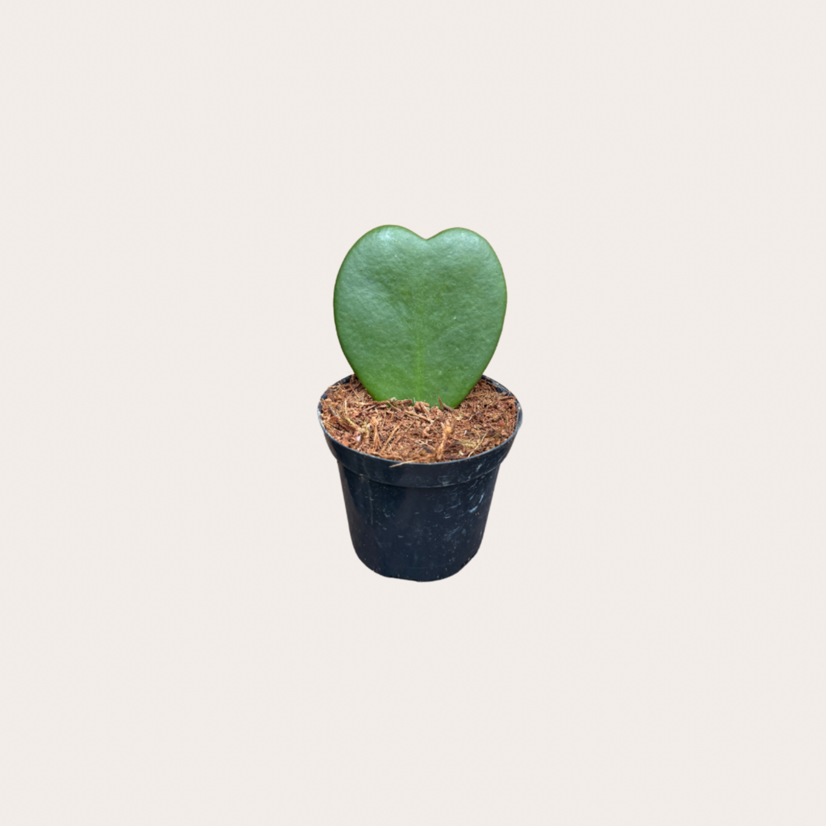 Hoya Kerrii enkel - mini