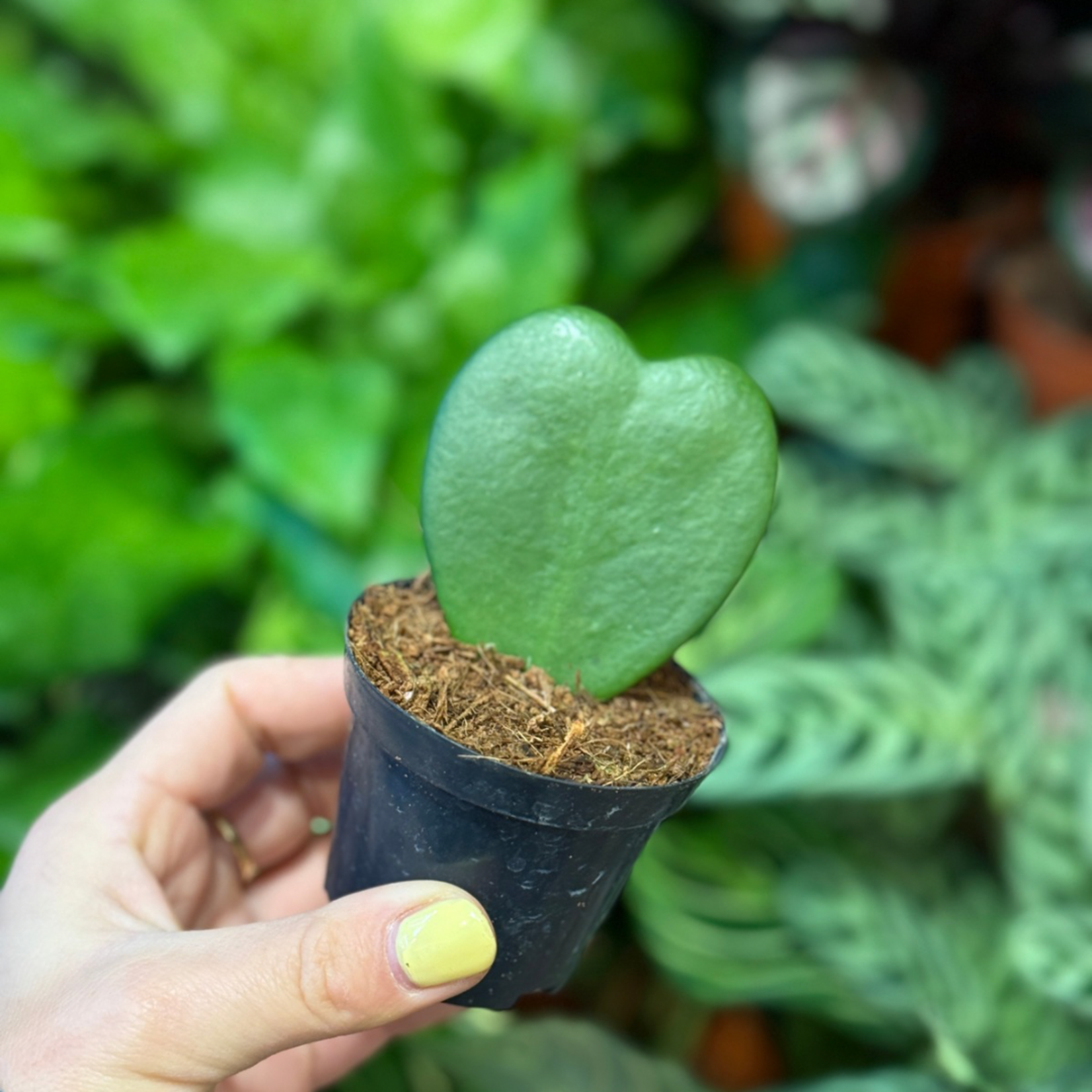 Hoya Kerrii enkel - mini