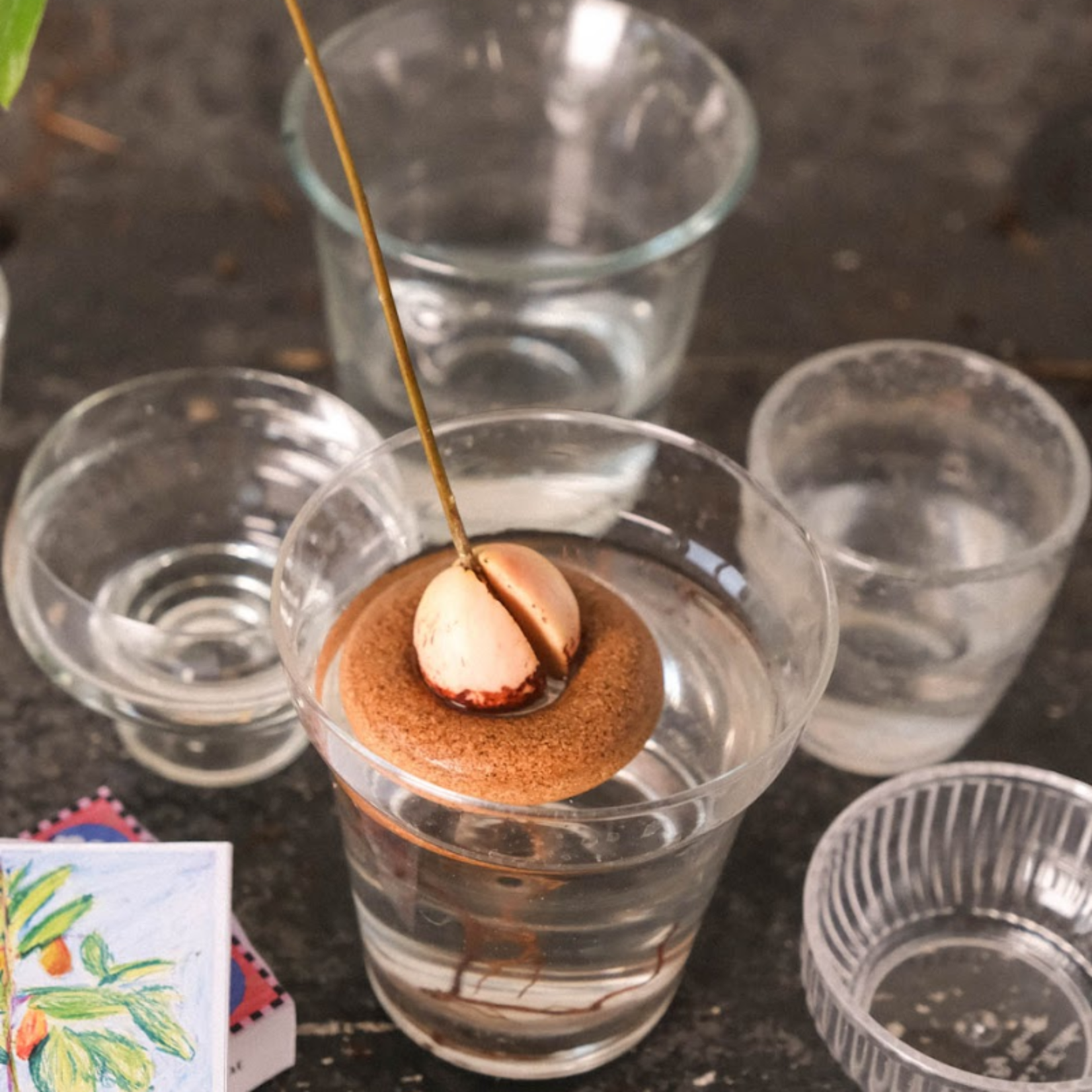 Avocado kweek ring - Samantha