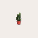 Cereus mini