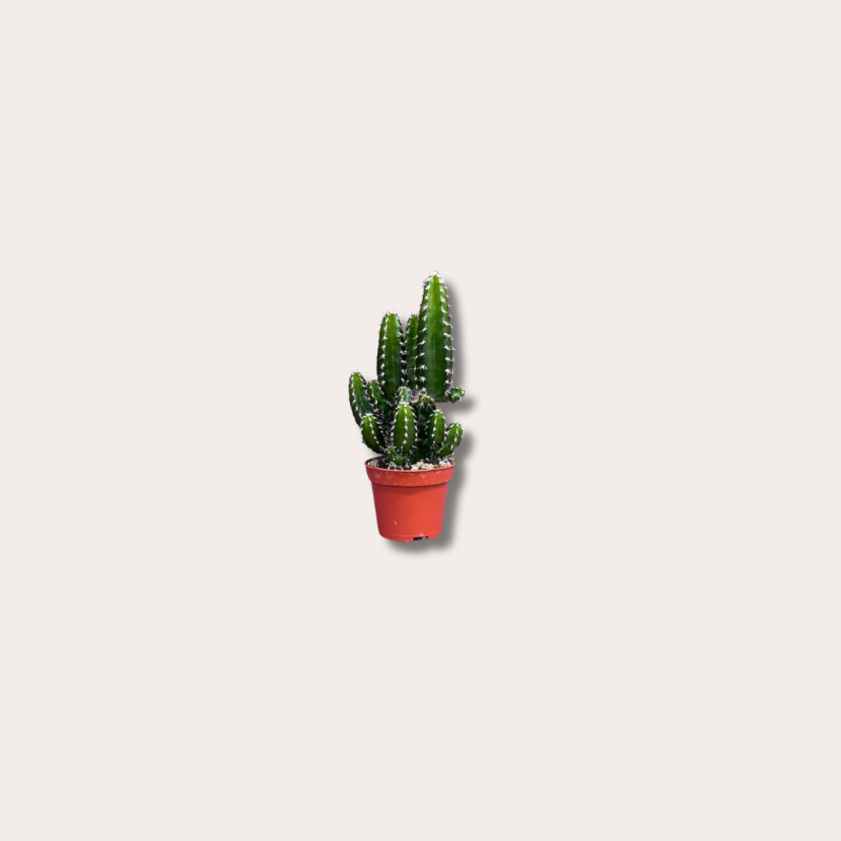 Cereus mini