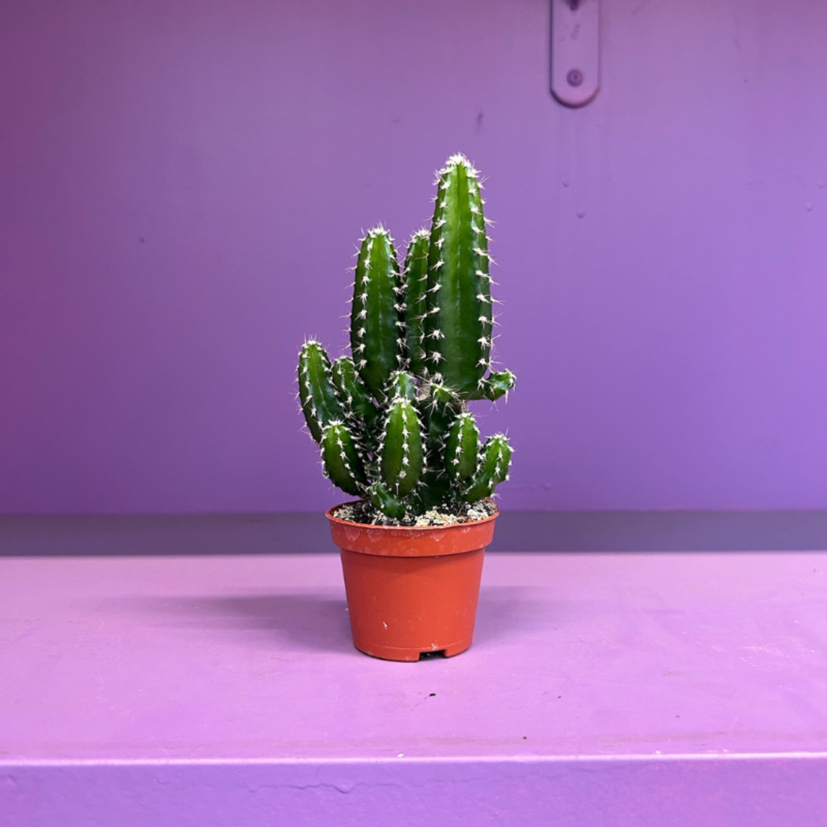 Cereus mini