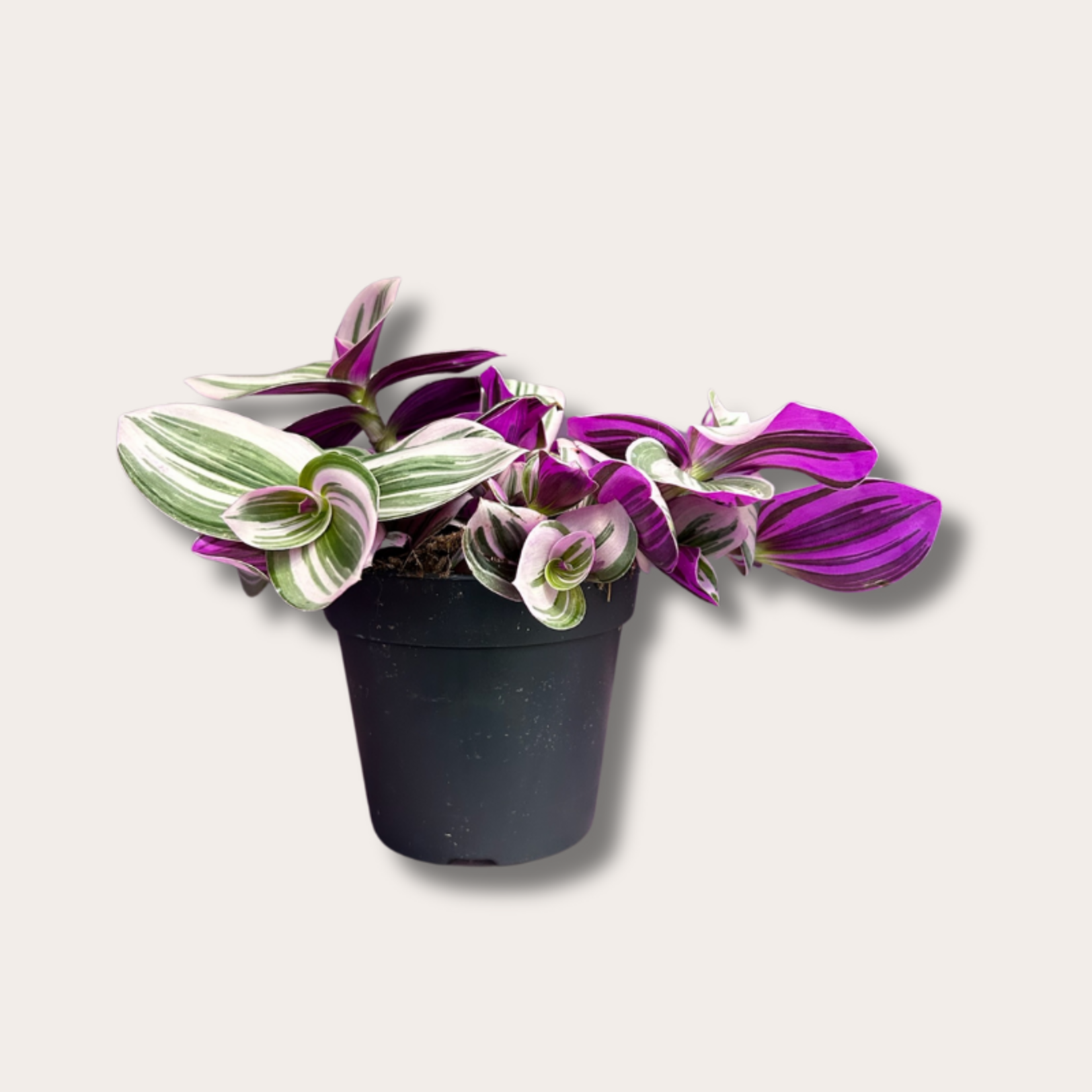 Tradescantia Nanouk