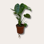 Monstera Deliciosa M