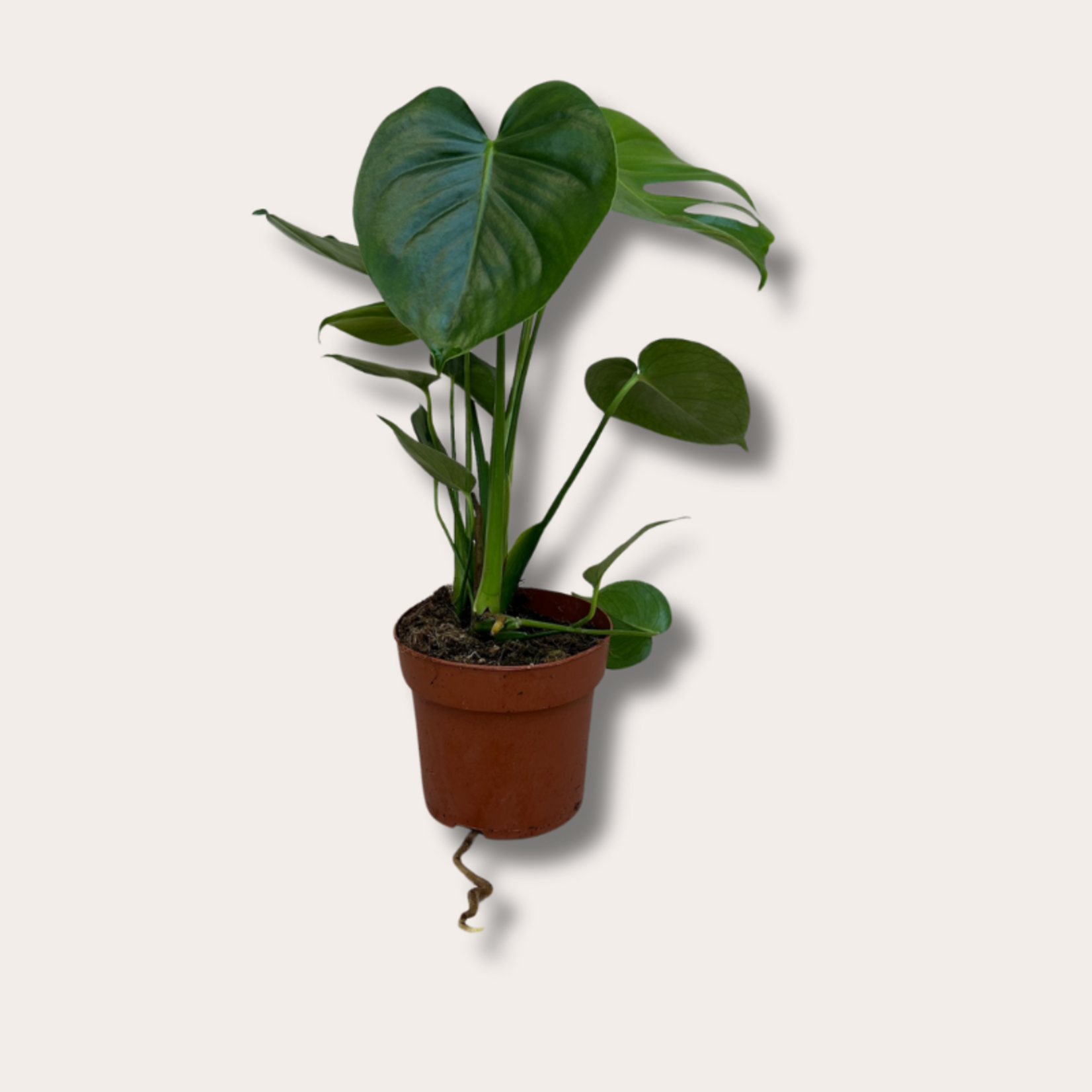 Monstera Deliciosa M