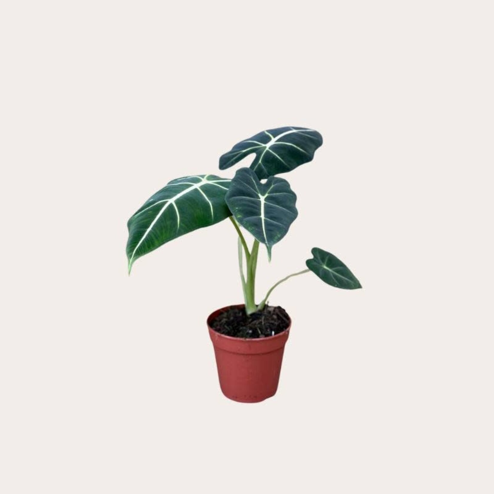 Alocasia - Frydek