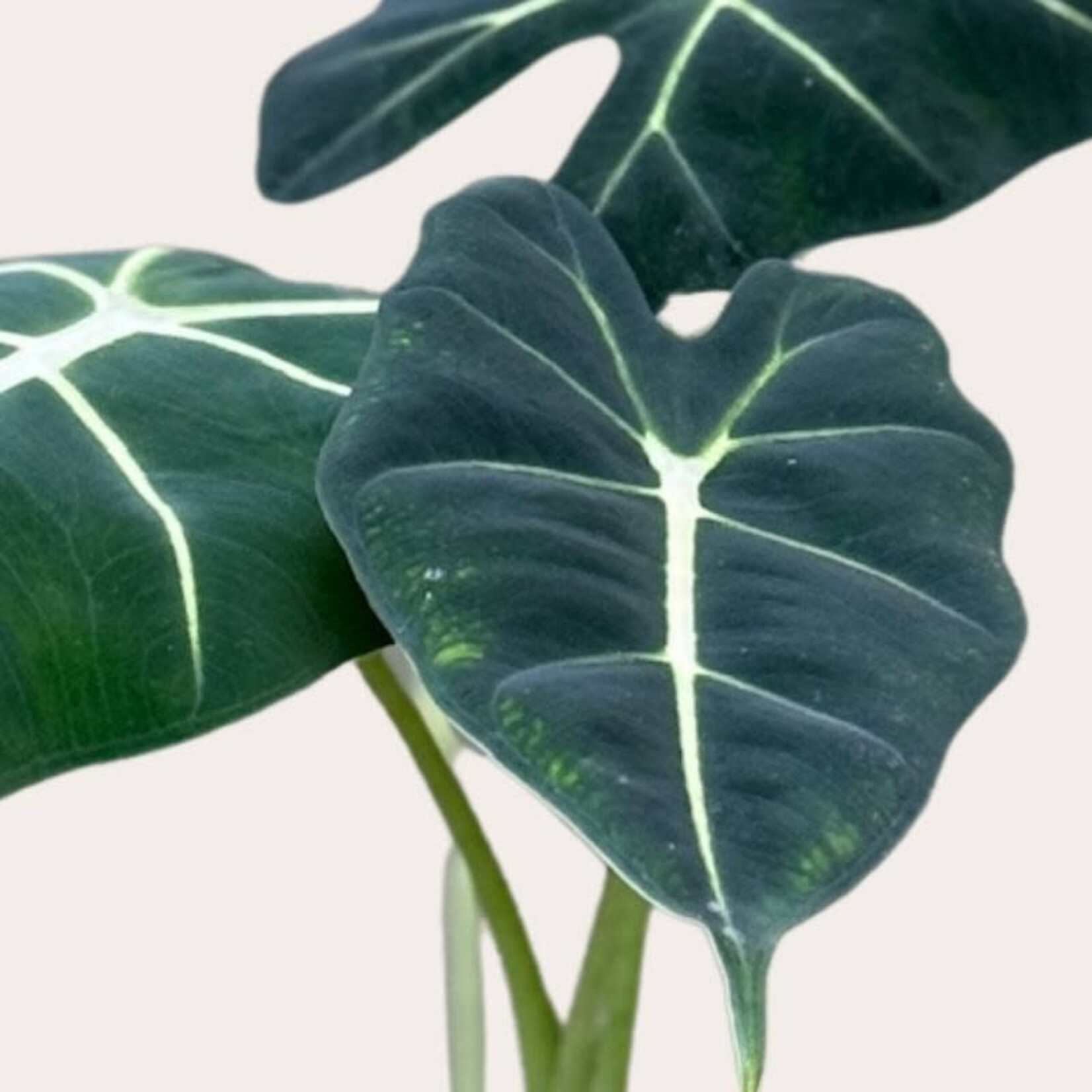 Alocasia - Frydek
