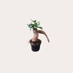 Ficus - Microcarpa