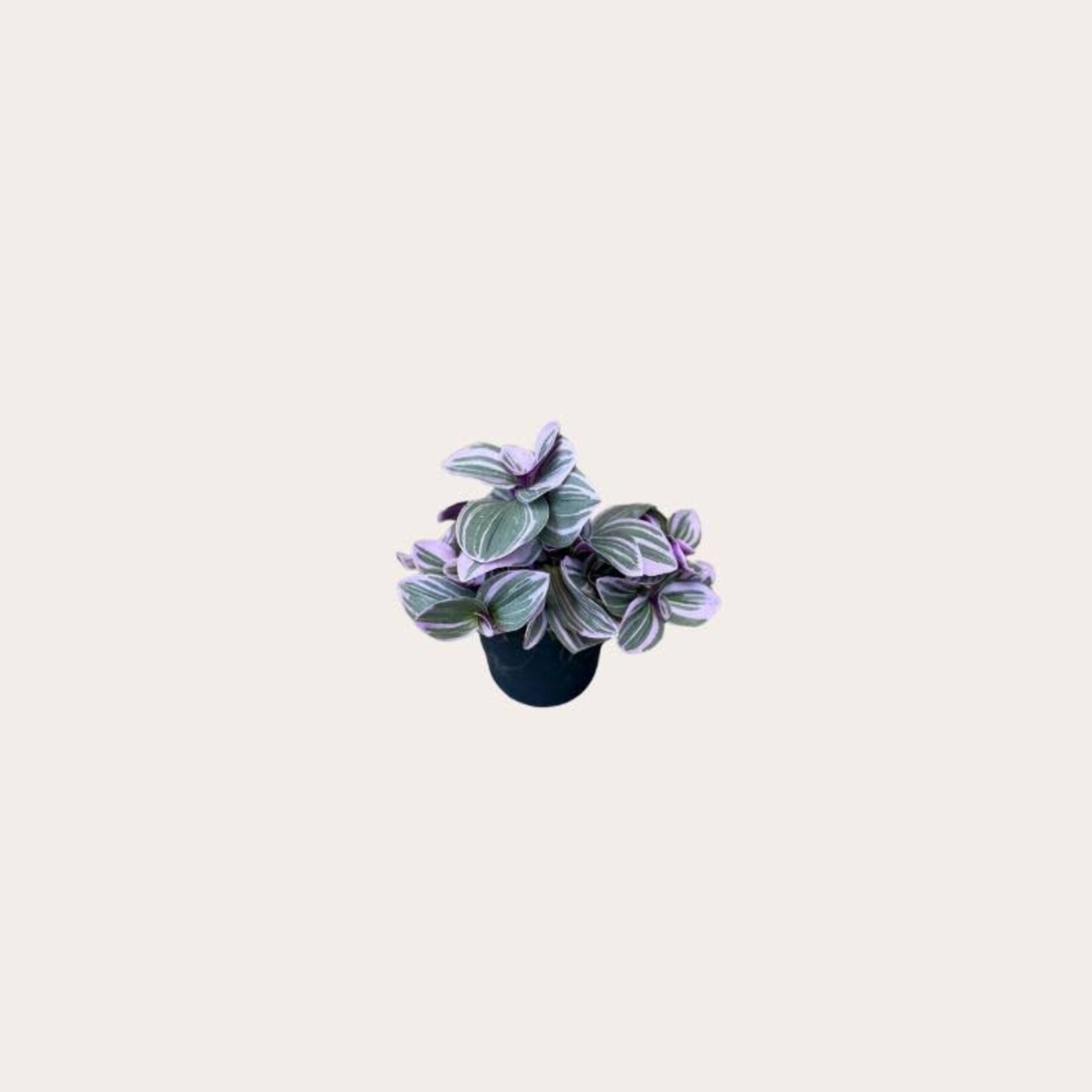 Tradescantia - Cerinth mini
