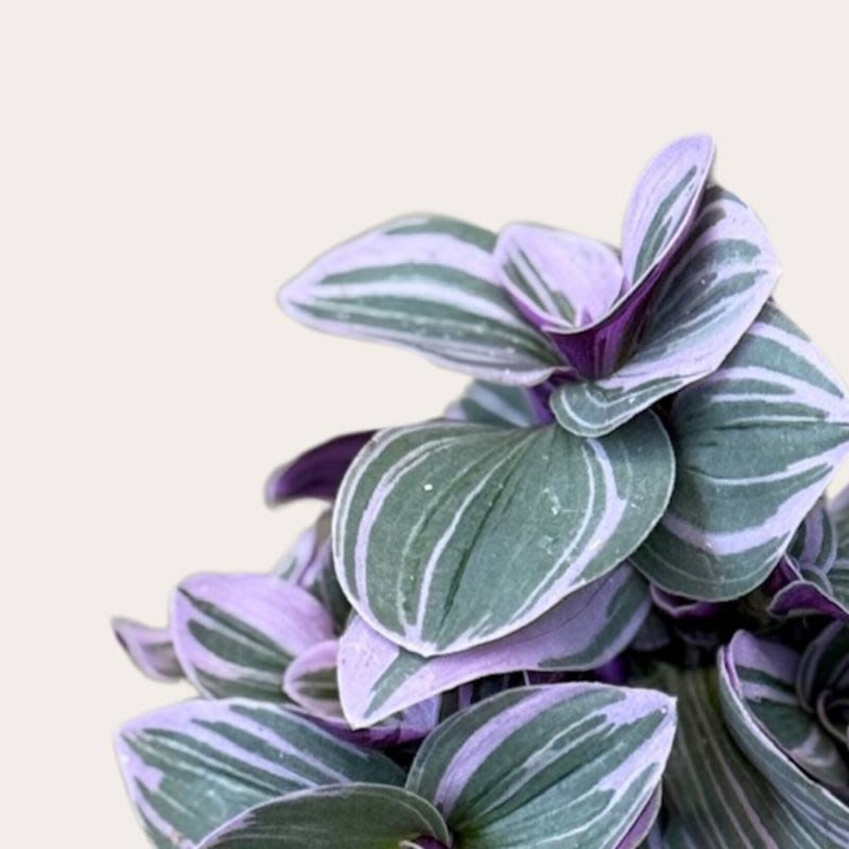 Tradescantia - Cerinth mini