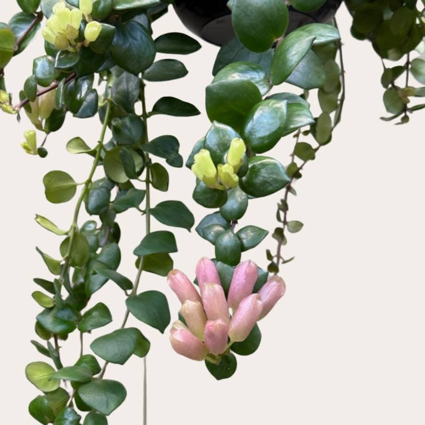 Aeschynanthus - Pink Polka