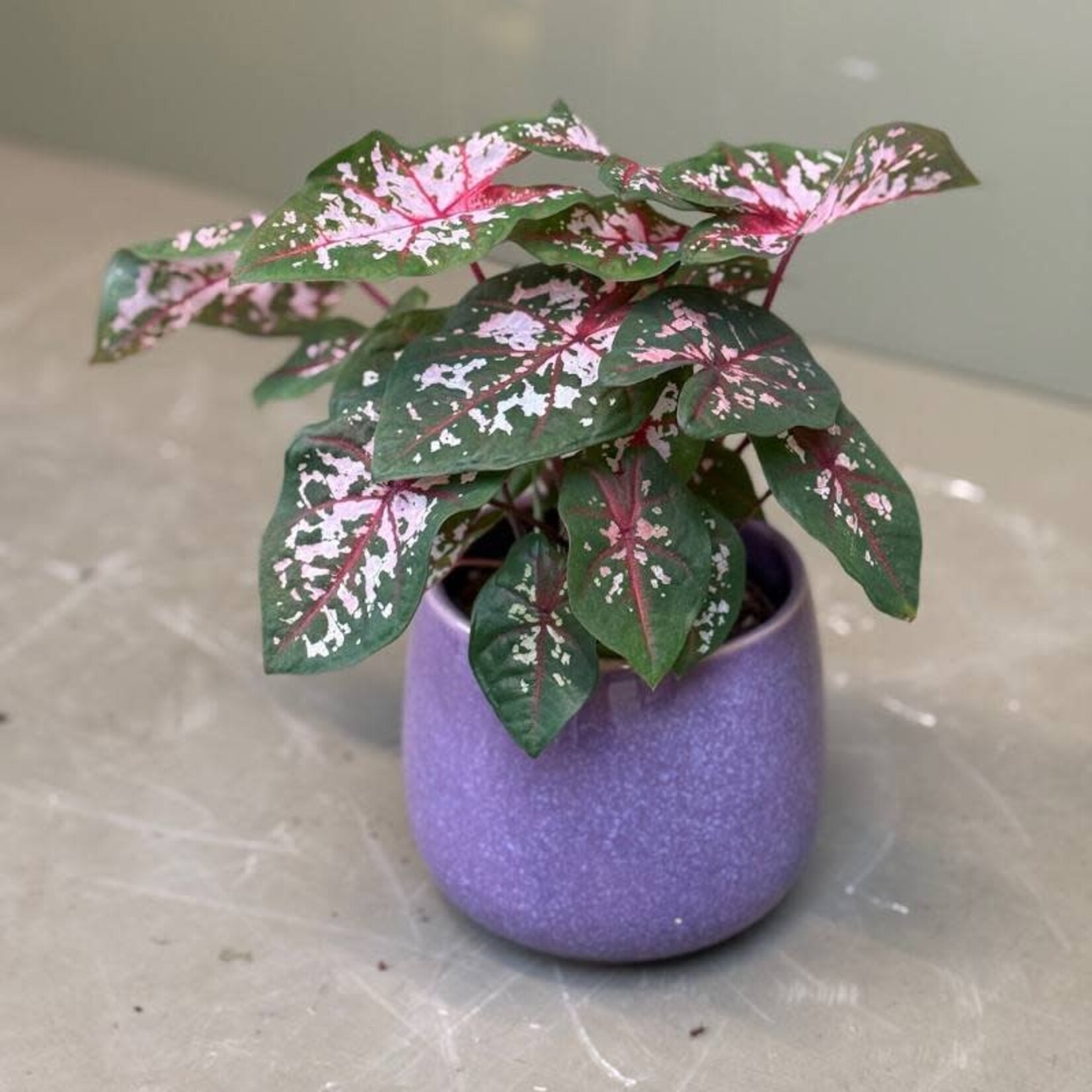 Caladium - Carolyn Whorton